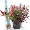 Leucothoe keiskei Burning Love Pot 2 liter 25-30cm