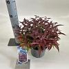 Leucothoe keiskei Burning Love Pot 2 liter 25-30cm