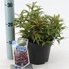 Leucothoe keiskei Burning Love Pot 2 liter 25-30cm