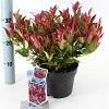 Leucothoe Scarletta Pot 2 liter 25-30cm