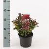 Leucothoe Scarletta Pot 2 liter 25-30cm