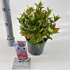 Leucothoe Scarletta Pot 2 liter 25-30cm