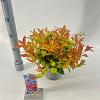 Leucothoe Scarletta Pot 2 liter 25-30cm