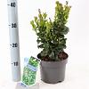 Ligustrum j. 'Rotundifolium' Pot 2 liter 25-30cm