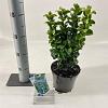 Ligustrum j. 'Rotundifolium' Pot 2 liter 25-30cm