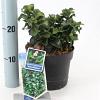 Ligustrum j. 'Rotundifolium' Pot 2 liter 25-30cm