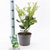 Ligustrum j. 'Texanum' Pot 2 liter 25-30cm