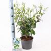 Ligustrum j. 'Texanum' Pot 2 liter 25-30cm