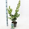 Ligustrum j. 'Texanum' Pot 2 liter 25-30cm