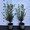 Ligustrum ovalifolium Pot 2 Liter40 - 60 cm