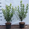 Ligustrum ovalifolium Pot 2 Liter40 - 60 cm