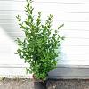 Ligustrum ovalifolium Pot 2 Liter40 - 60 cm