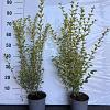Ligustrum oval. 'Aureum' Pot 2 Liter30 - 40 cm