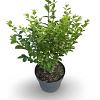 Ligustrum oval. 'Aureum' Pot 4 Liter 40 - 60 cm