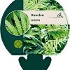 Onoclea sensibilis Pot 9 cm