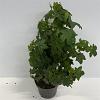 Liquidambar styraciflua Pot 4 Liter 40 - 60 cm