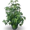 Liquidambar styraciflua Pot 35 Liter 175 - 200 cm