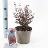 Lophomyrtus ralphii Black Pearl Pot 2 liter 25-30cm