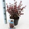 Lophomyrtus ralphii Black Pearl Pot 2 liter 25-30cm