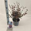 Lophomyrtus ralphii Black Pearl Pot 2 liter 25-30cm