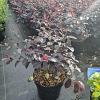 Loropetalum c. 'Pipa's Red' Pot 3 Liter 30 - 40 cm