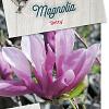 Magnolia 'Betty' Pot 5 Liter 40 - 50 cm