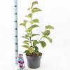 Magnolia Black Tulip Pot 5 Liter 60 - 80 cm