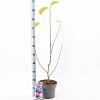 Magnolia Black Tulip Pot 5 Liter 60 - 80 cm