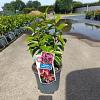 Magnolia figo 'Stellar Ruby' Pot 5 Liter 40 - 50 cm