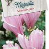 Magnolia 'George Henry Kern' Pot 5 Liter 