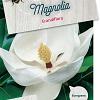 Magnolia grandiflora Pot 5 Liter 