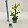 Magnolia grandiflora Pot 2 Liter50 - 60 cm