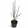 Magnolia kobus Pot 4 Liter 60 - 80 cm