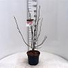 Magnolia l. 'Nigra' Pot 5 Liter 