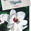 Magnolia sieboldii Pot 5 Liter 