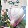 Magnolia soulangeana Pot 5 Liter 40 - 50 cm