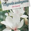 Magnolia soul. 'Alba Superba' Pot 5 Liter 40 - 50 cm