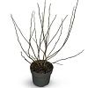 Magnolia stellata Pot 4 Liter 40 - 60 cm