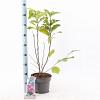 Magnolia 'Susan' Pot 5 Liter 40 - 50 cm