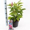 Magnolia 'Susan' Pot 5 Liter 40 - 50 cm