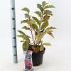 Magnolia 'Susan' Pot 5 Liter 40 - 50 cm