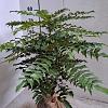 Mahonia media 'Charity' Kluit 40 - 50 cm