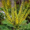 Mahonia media 'Charity' Kluit 50 - 60 cm
