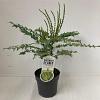 Mahonia media 'Charity' Pot 2 Liter40 - 50 cm