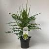 Mahonia media 'Charity' Pot 2 Liter40 - 50 cm