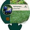 Ophiopogon jap. 'Minor' Pot 9 cm