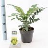 Mahonia media 'Winter Sun' Pot 2 liter 25-30cm