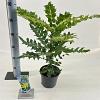 Mahonia media 'Winter Sun' Pot 2 liter 25-30cm