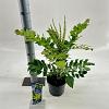 Mahonia media 'Winter Sun' Pot 2 liter 25-30cm
