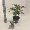 Mahonia Meteor Pot 2 Liter30 - 40 cm